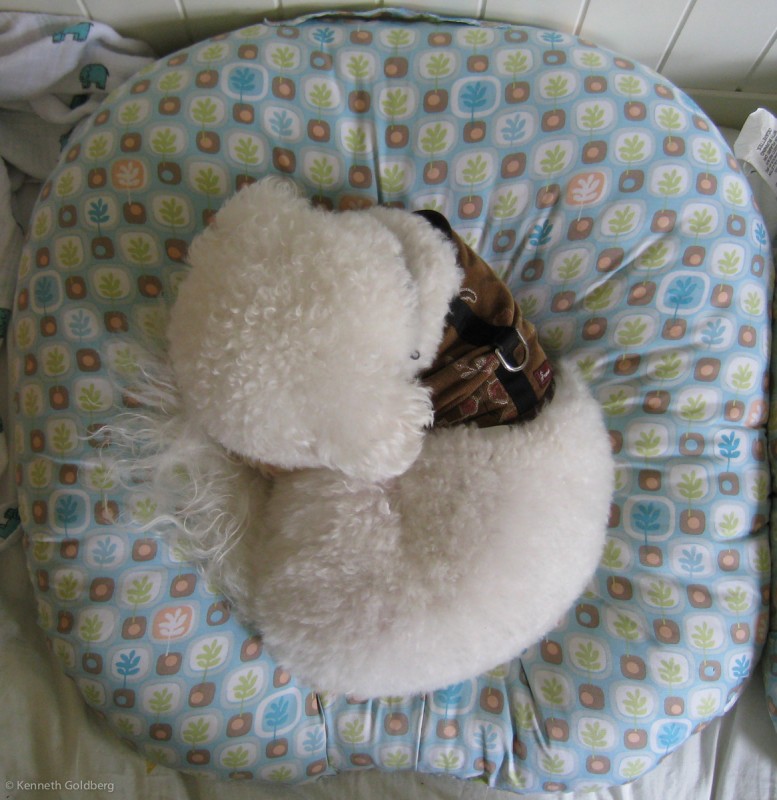 Bichon Frise in a Boppy Newborn Lounger