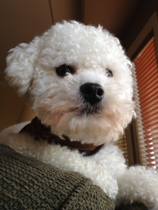 a close-up of a white bichon frise sits on the back of a couch, looking out the windows, guarding the house