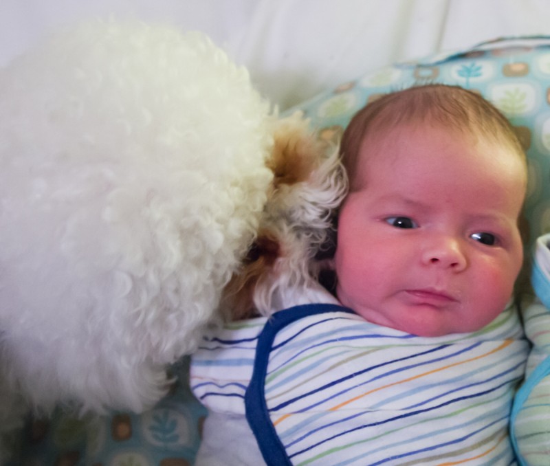 baby boy max is swaddled on a boppy, while a white bichon frise puppy licks his ear