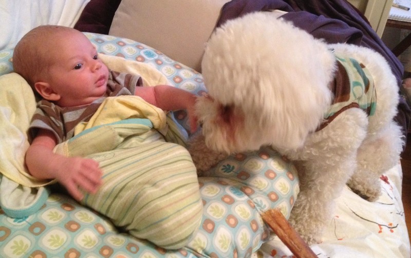 baby boy sam half-swaddled on a boppy, with a white bichon frise puppy sitting next to him. The puppy gives advice.
