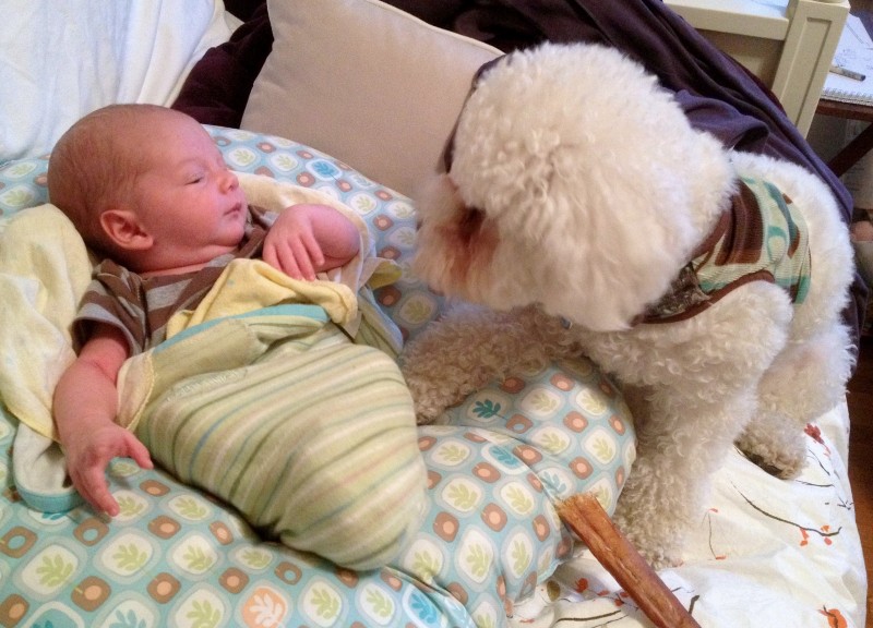 baby boy sam half-swaddled on a boppy talks animatedly to a bichon frise puppy