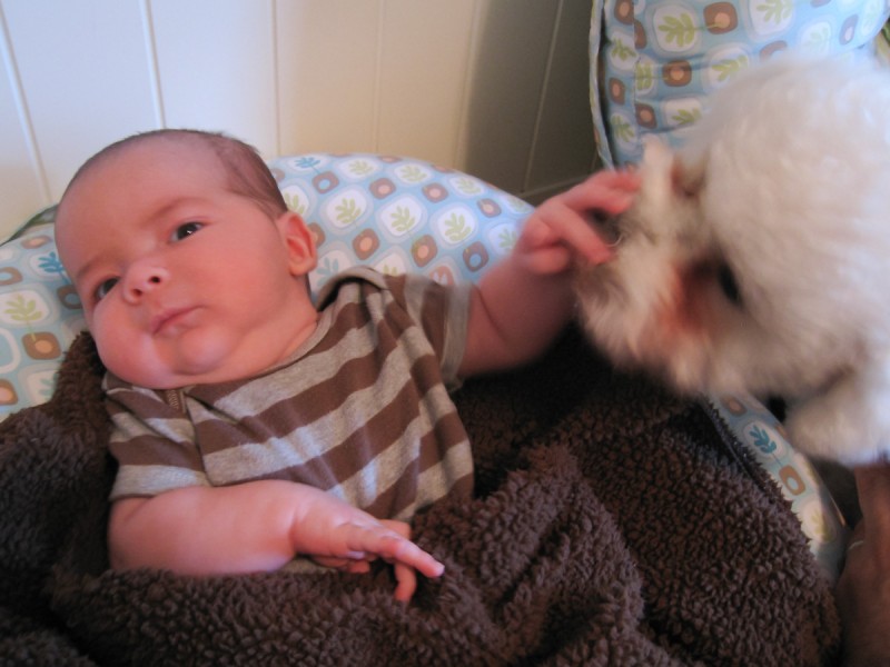 baby boy max wearing a striped shirt, sitting in a Boppy, holds back his licking older brother, a bichon frise