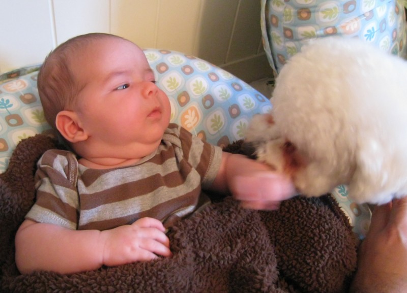 baby boy max wearing a striped shirt, sitting on a Boppy, talks with his older brother, a white bichon frise puppy