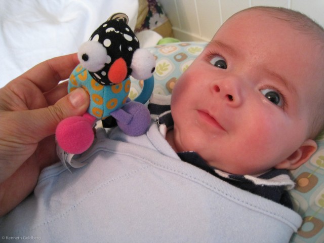 baby boy max, swaddled, comes eyeball to eyeball with a crazy bug-eyed toy