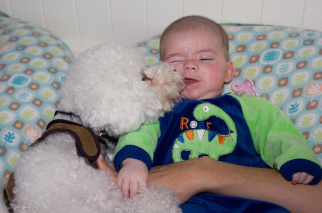 baby boy max wearing a dinosaur jumpsuit is licked by his flufy white bichon brother