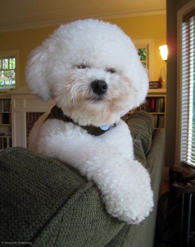 fluffy white Bichon Frise dog brother sits on the back of a sofa listening to the babies crying