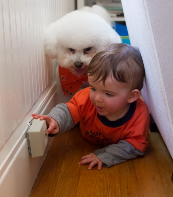 Baby boy max and his white bichon brother crawl behind the glider and find the phone jack